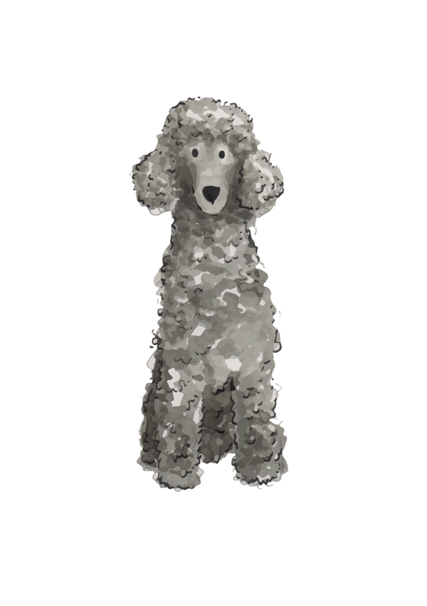 Black Standard Poodle - 1