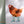 Load image into Gallery viewer, 611fc05e3c4ce80992caae23_chicken-cowgirl-print-2_1783029483742.jpg
