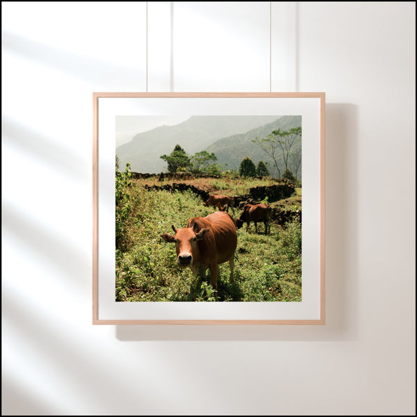 611fc05e3c4ce80992caae23_cow-print_1779416476168.jpg