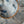 Load image into Gallery viewer, 611fc05e3c4ce80992caae23_grayscale-red-roses-gray-rancher-detail_1759164082305.jpg
