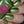 Load image into Gallery viewer, 611fc05e3c4ce80992caae23_lime-limbo-5_1778612119966.jpg
