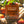 Load image into Gallery viewer, Blood Orange &amp; Ginger Shower Steamer
