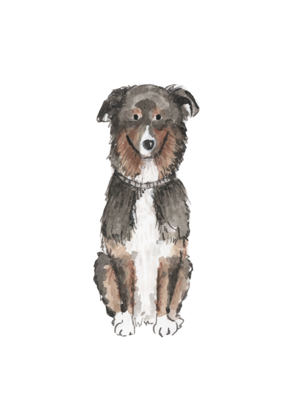 Australian Shepherd Art Prints